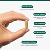 Liver Support 60s (Formerly Nutri Adv. NUT-3800)